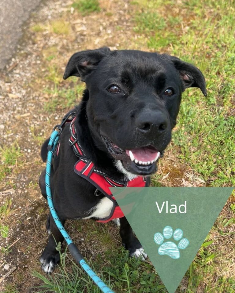 Vlad
