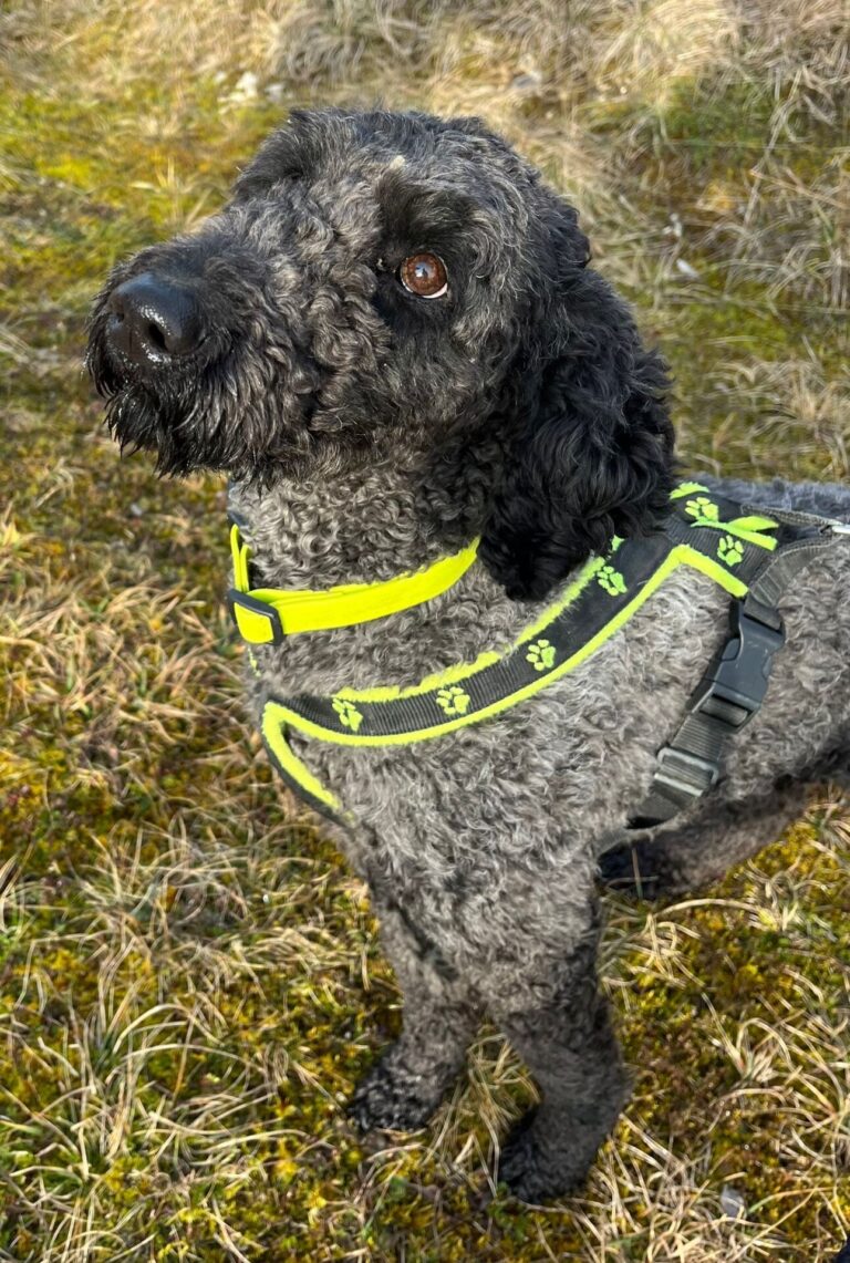 Pippa