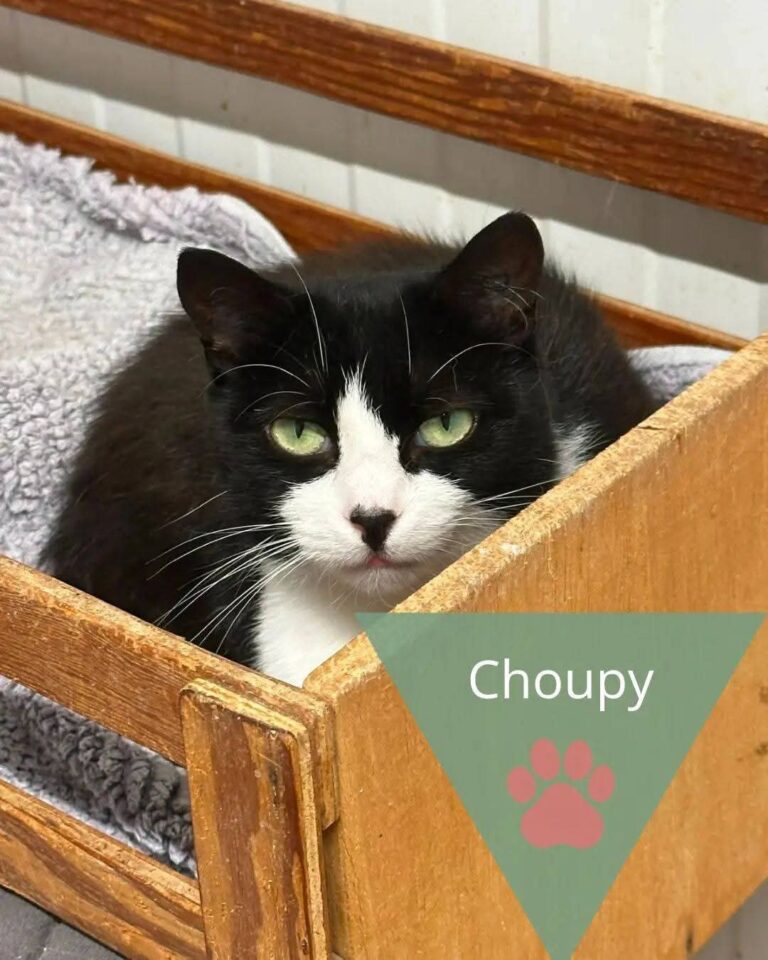Choupy