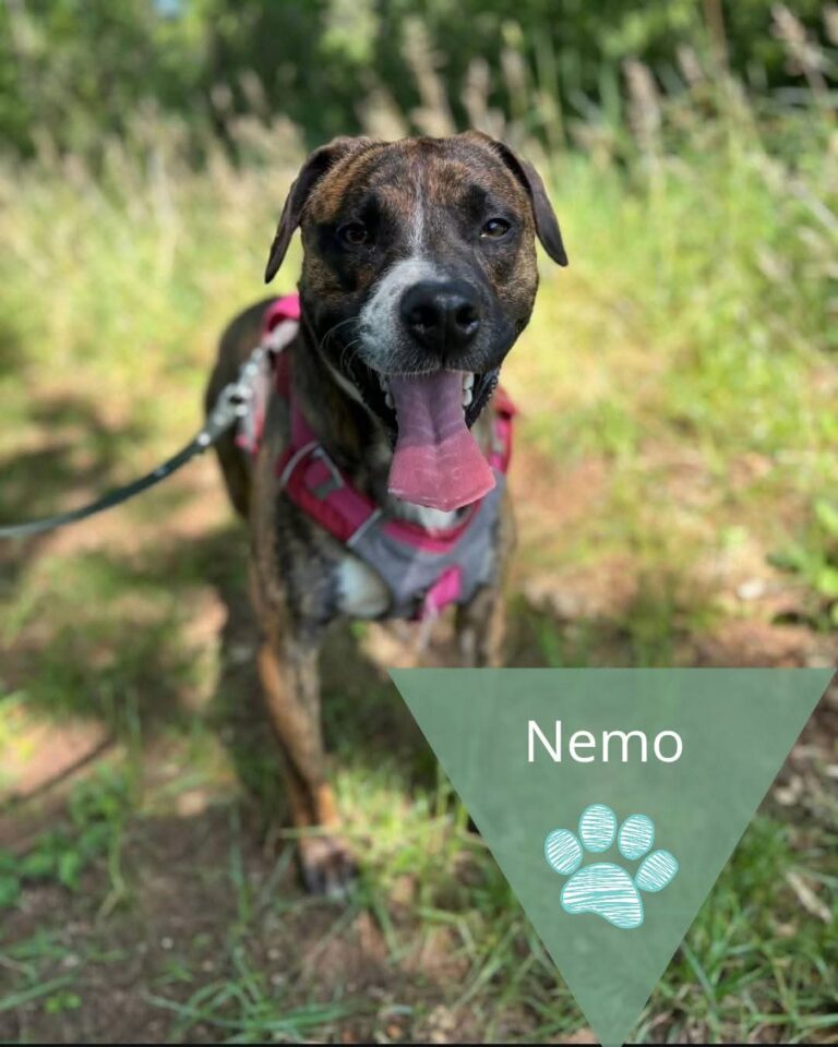 Nemo