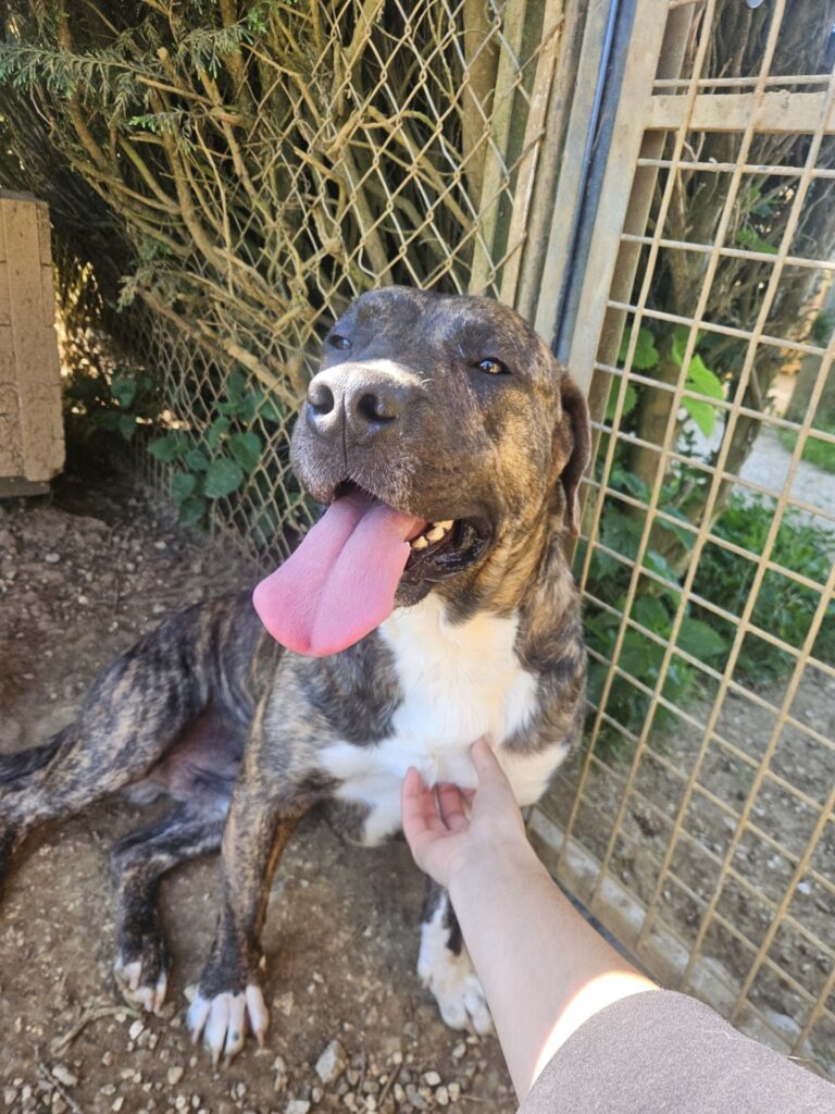Tyson