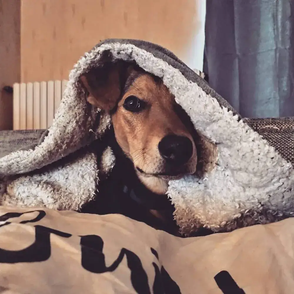 Un chien emmitouflé dans un plaid