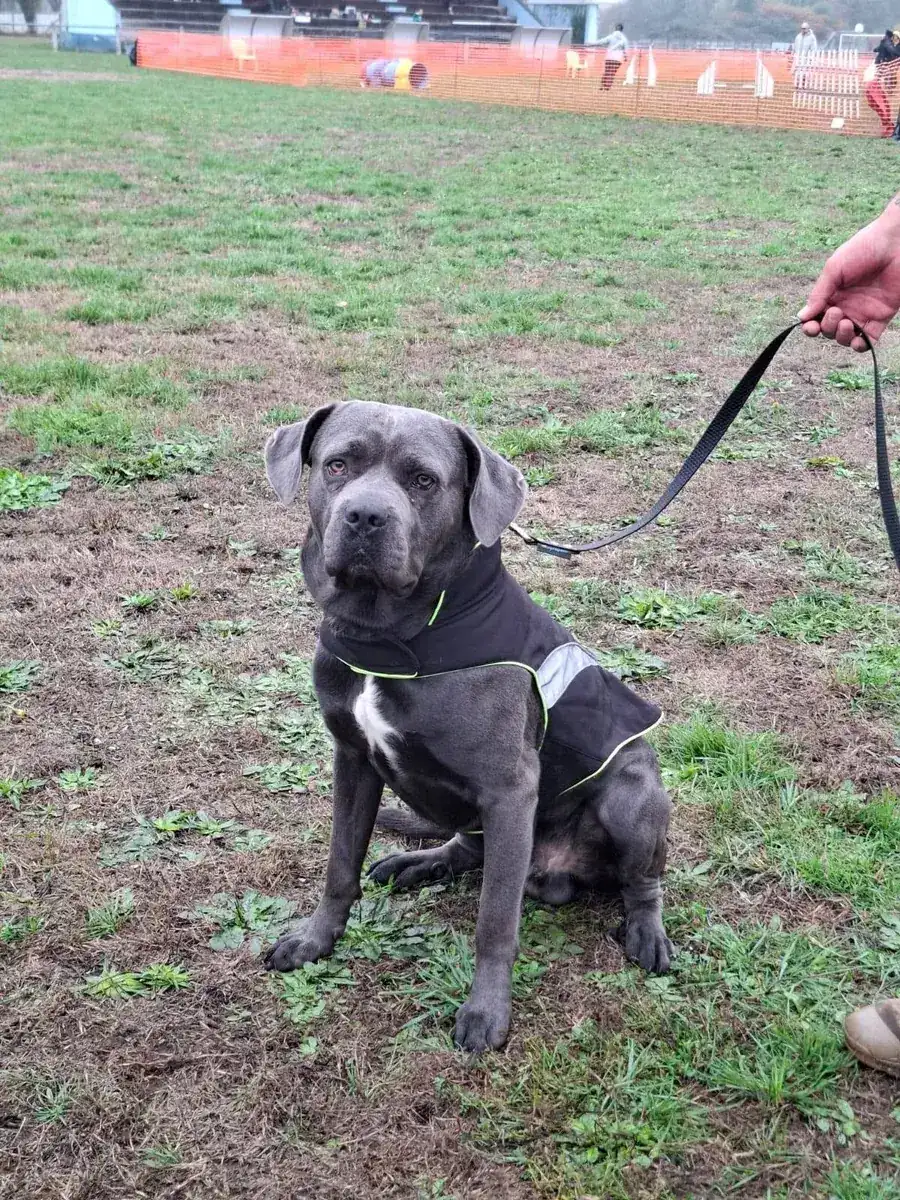 Un chien gris tenu en laisse par un bénévole