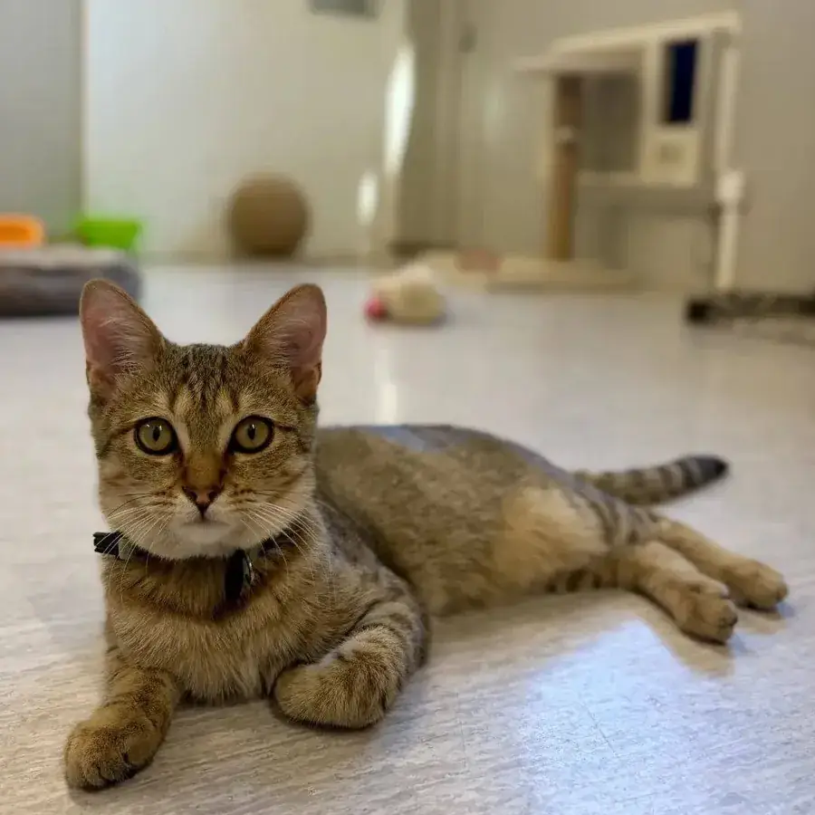 Un chat tigré allongé au calme