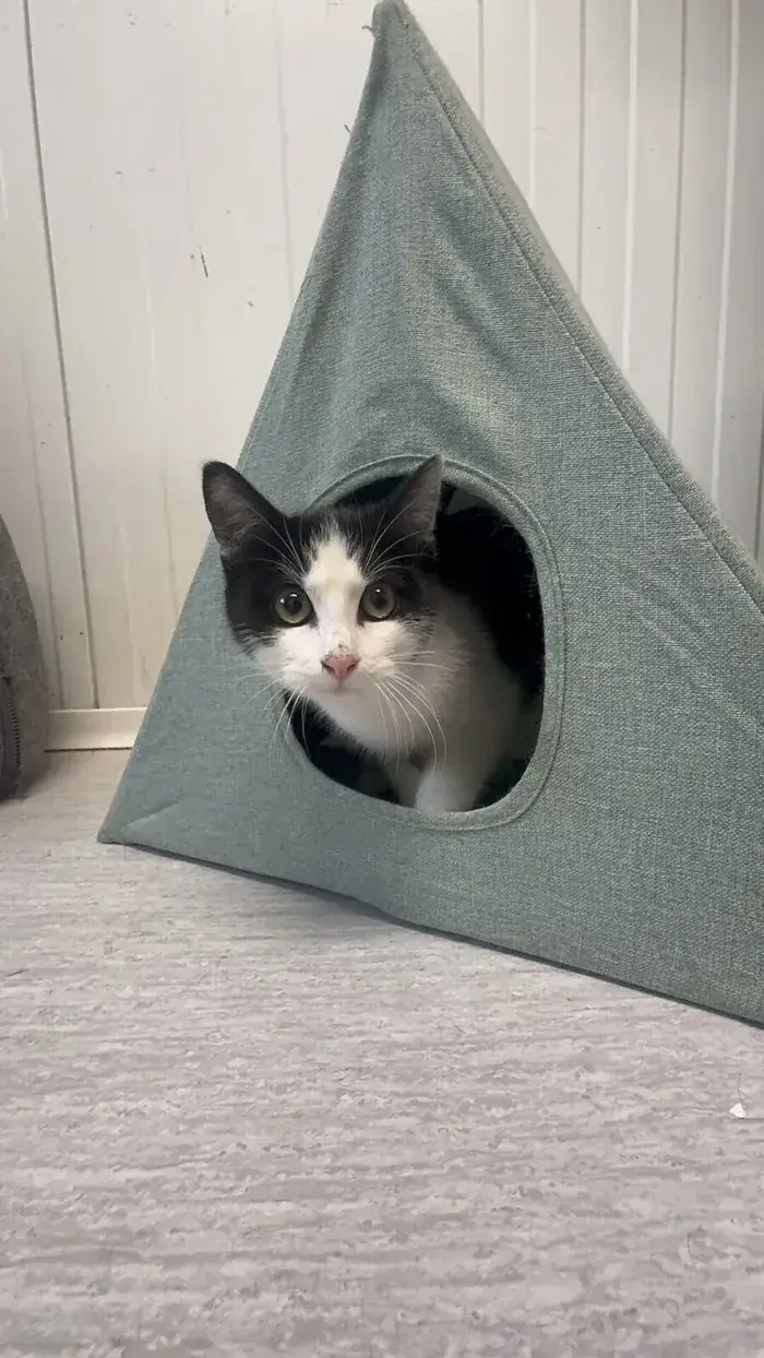 Un chat noir et blanc dans un tipi en tissu