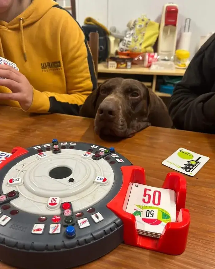 Un chien brun posé contre une table pendant un jeu de société en famille