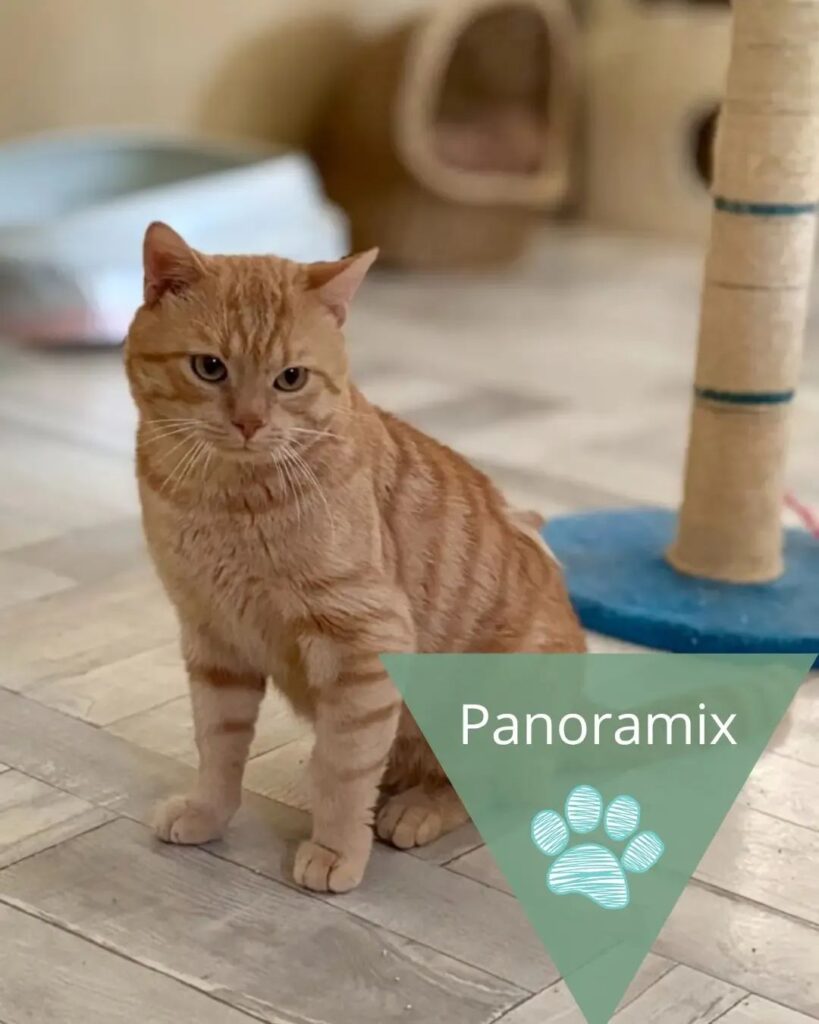 Panoramix, photo 1 sur 1