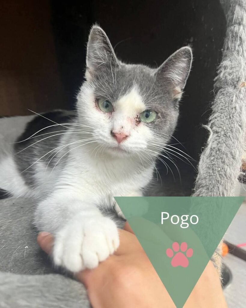 Pogo, photo 1 sur 1