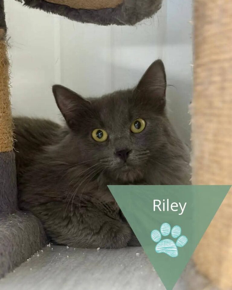 Riley