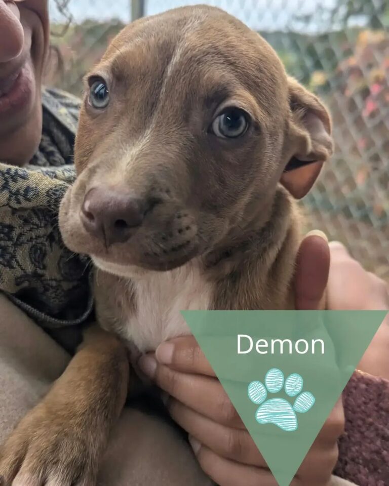 Demon