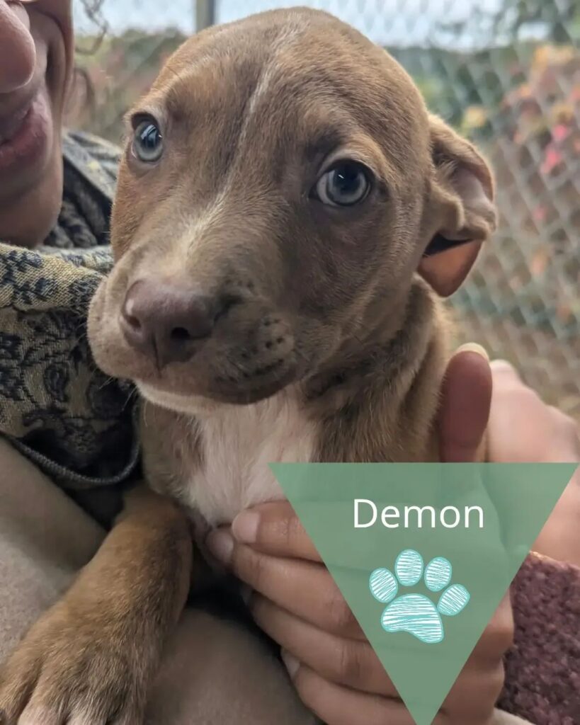 Demon, photo 1 sur 1