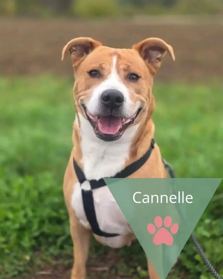 Cannelle