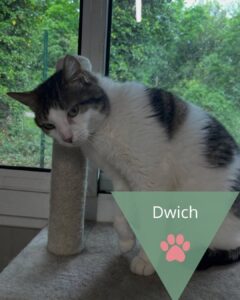 Dwich