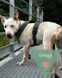 Gringa