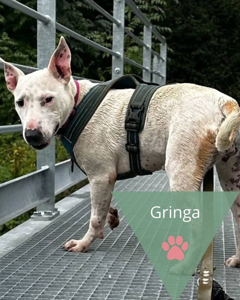 Gringa