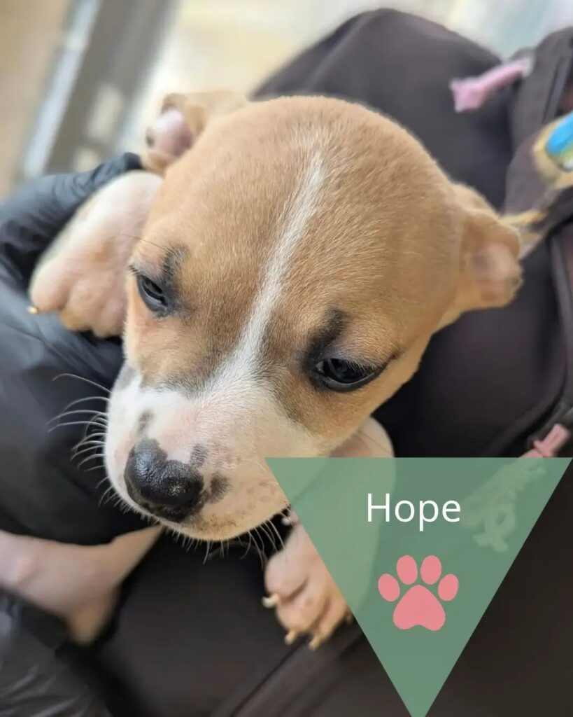 Hope, photo 1 sur 1