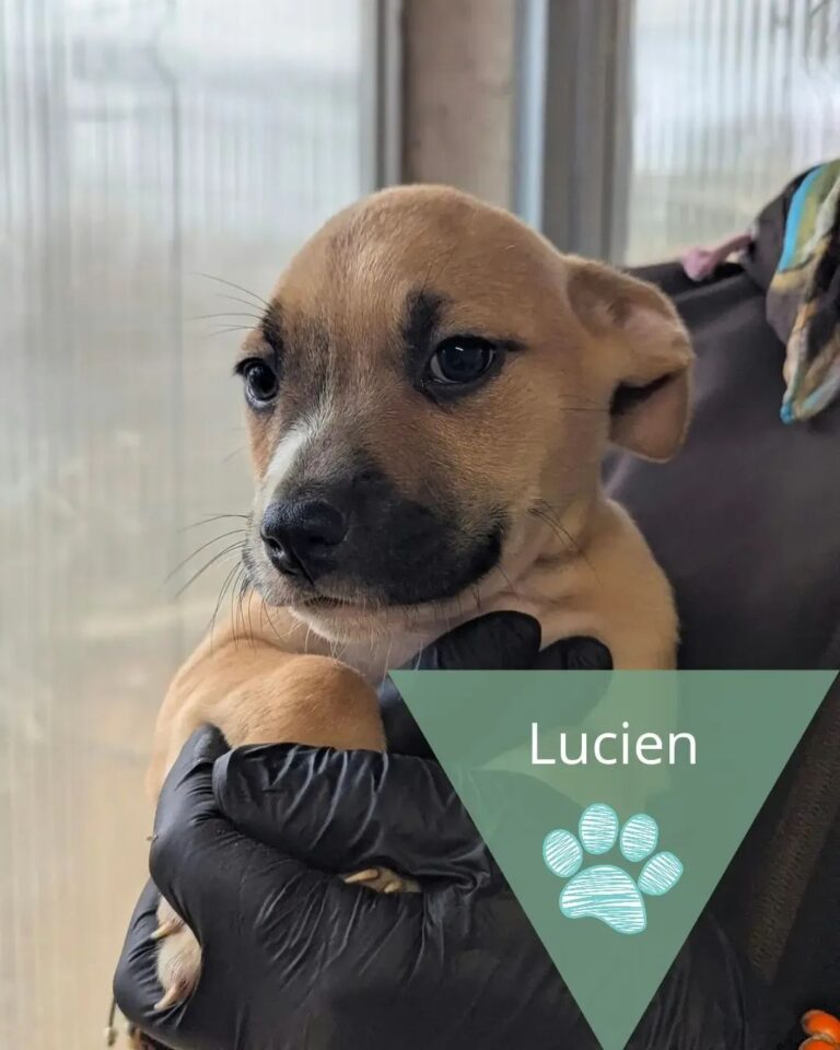 Lucien