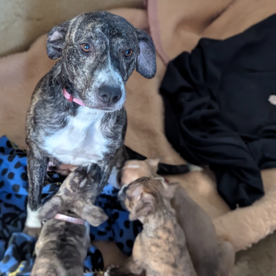 Nahla