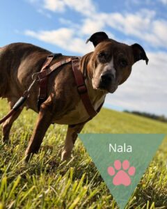 Nala