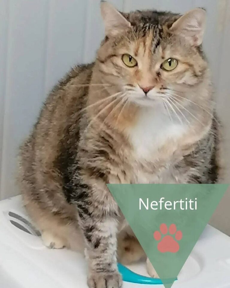 Nefertiti