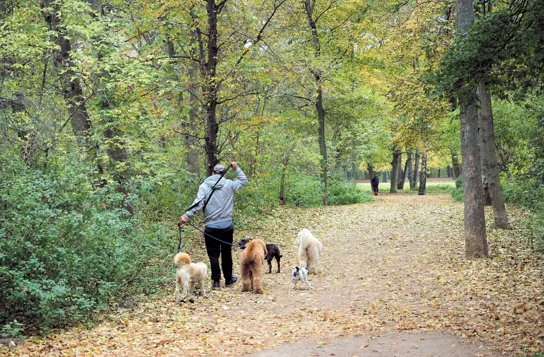 Une personne de dos promène plusieurs chiens en forêt