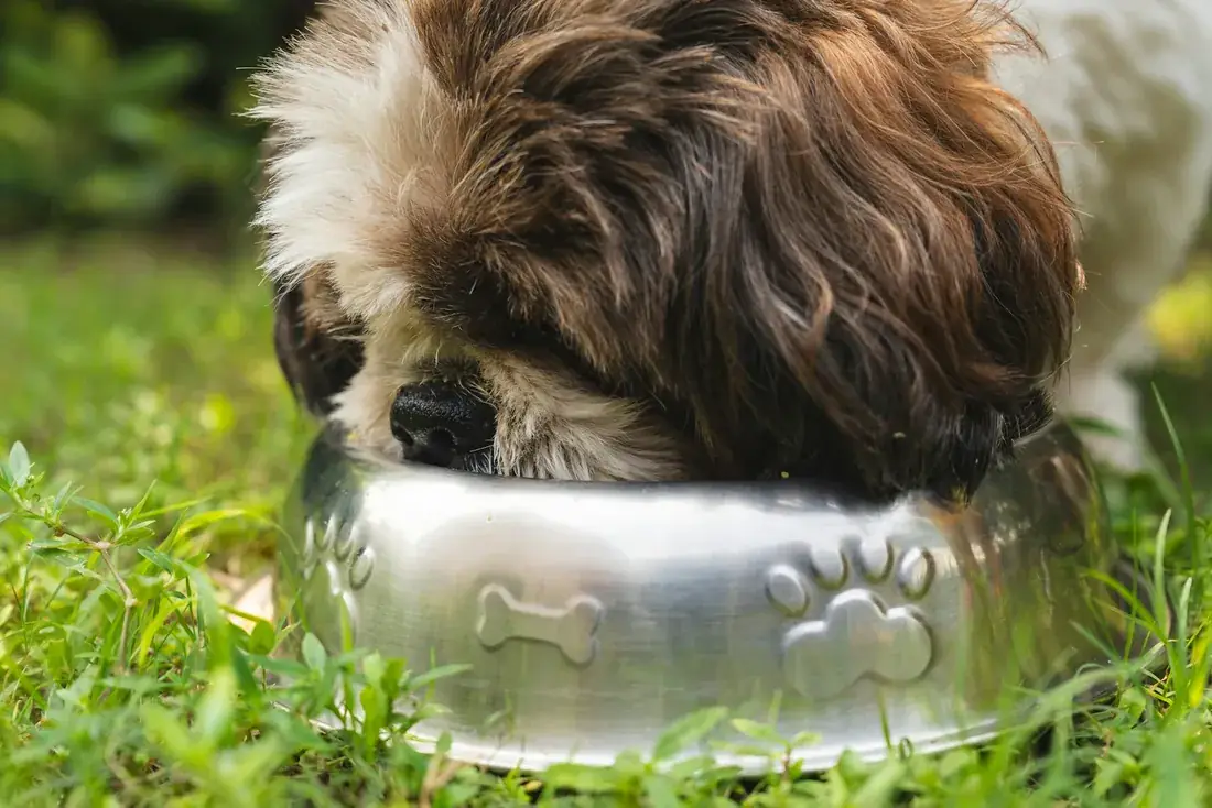 Un chien qui mange dans sa gamelle