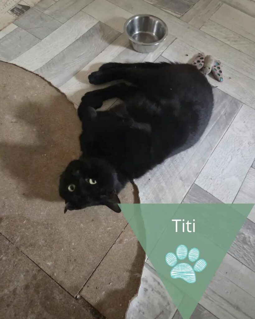 Titi, photo 1 sur 1