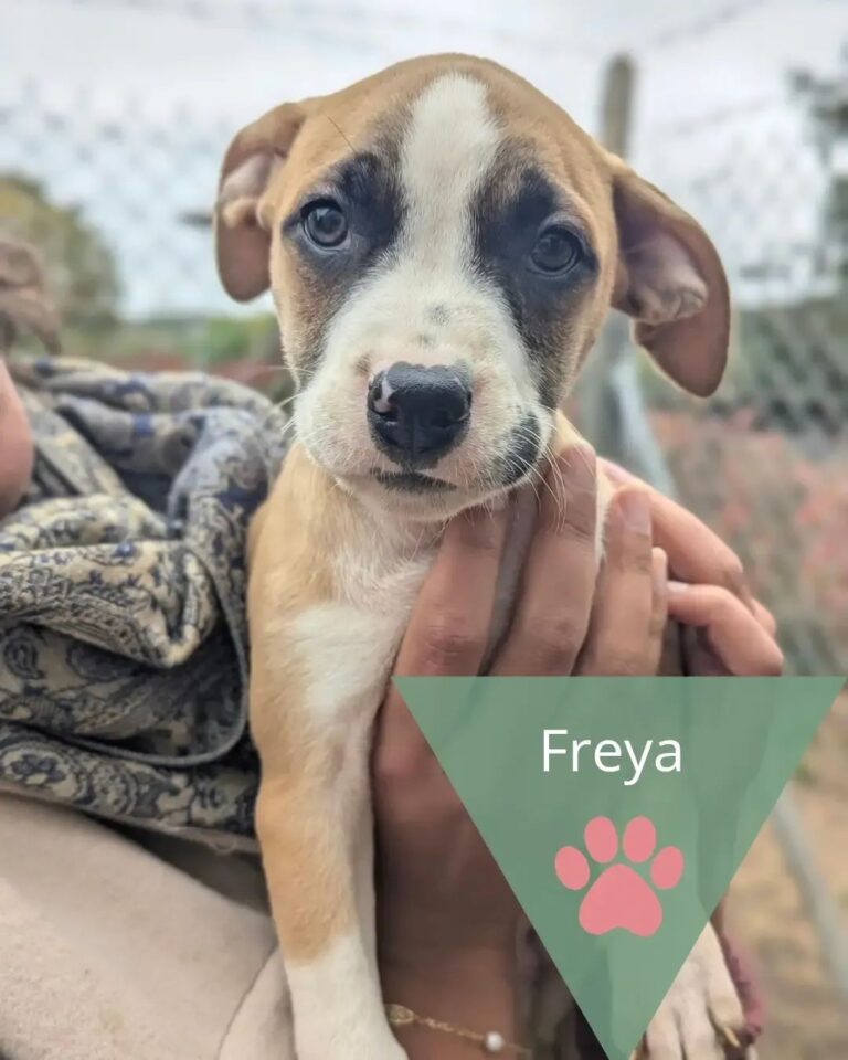 Freya