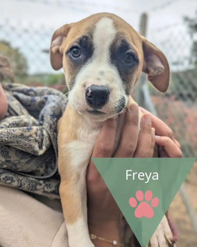 Freya, photo 1 sur 1