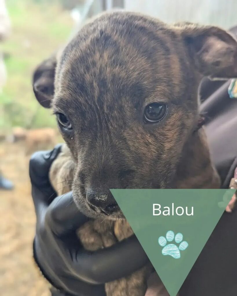 Balou, photo 1 sur 1